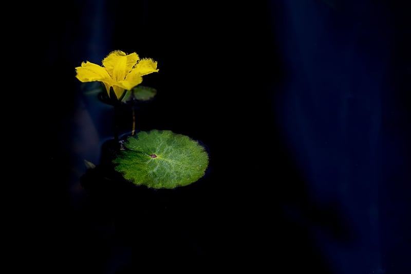 Lotus pose